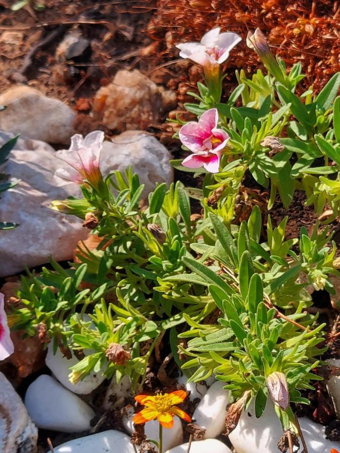 Villa Sommerzauber Mali Lošinj Dış mekan fotoğraf